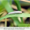 pseudochazara daghestana chonkatau larva l2